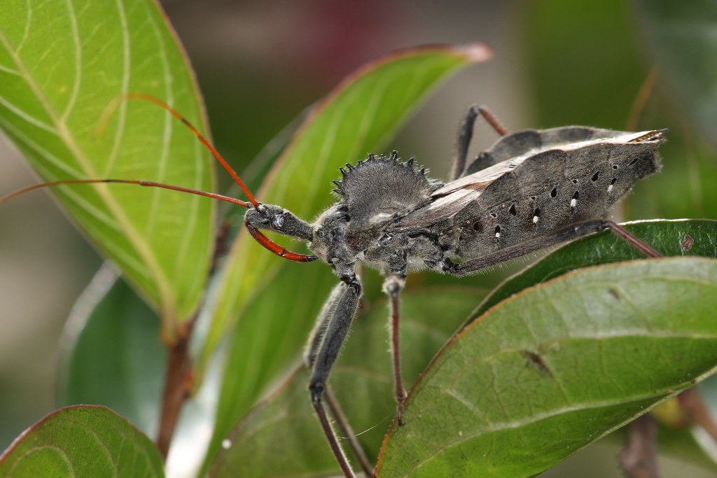 Spiny Devil Katydids: Walking Fortresses of Thorns (image credits: flickr)