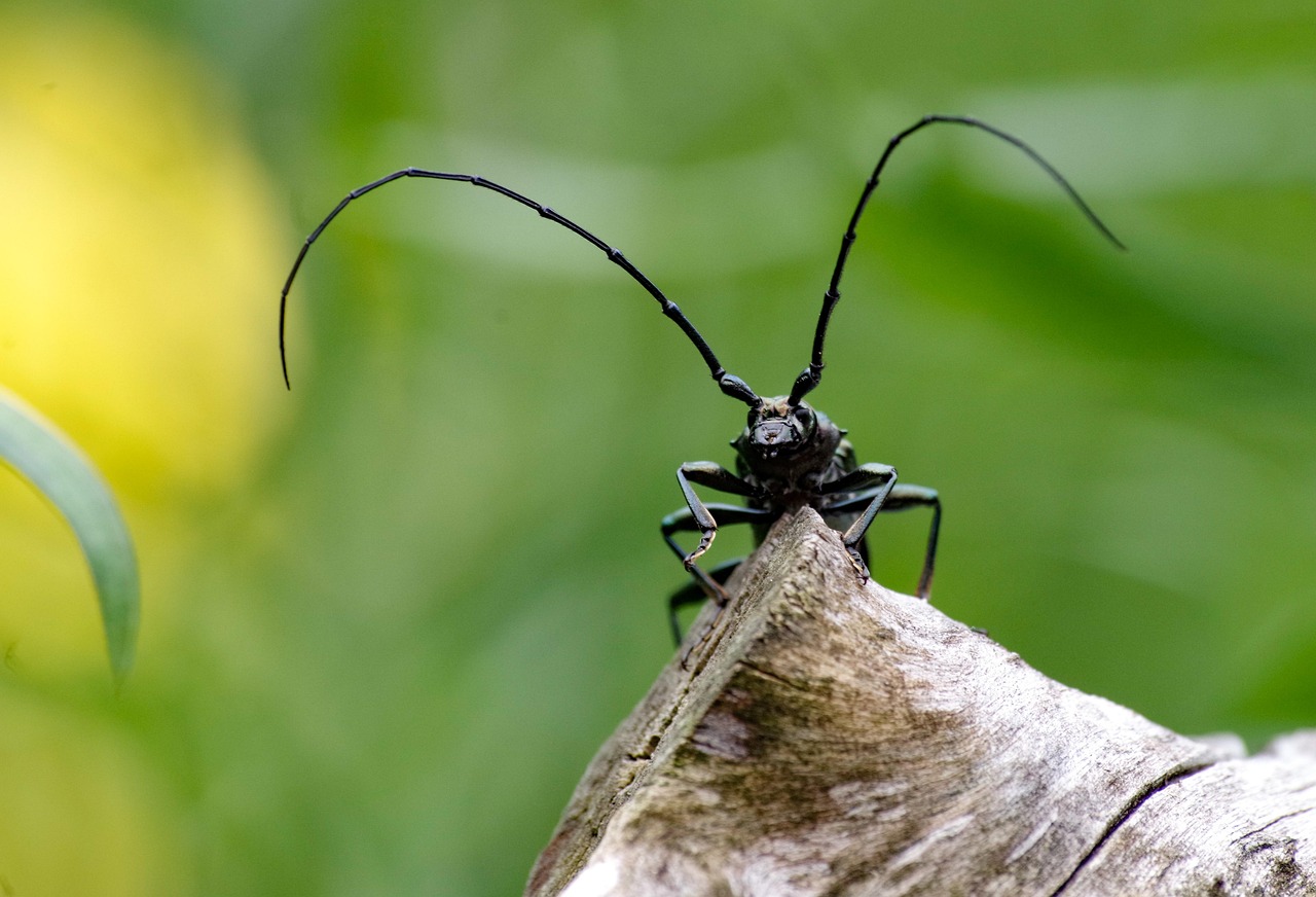 Longhorn Beetles: Antennae as Early Warning Systems (image credits: pixabay)
