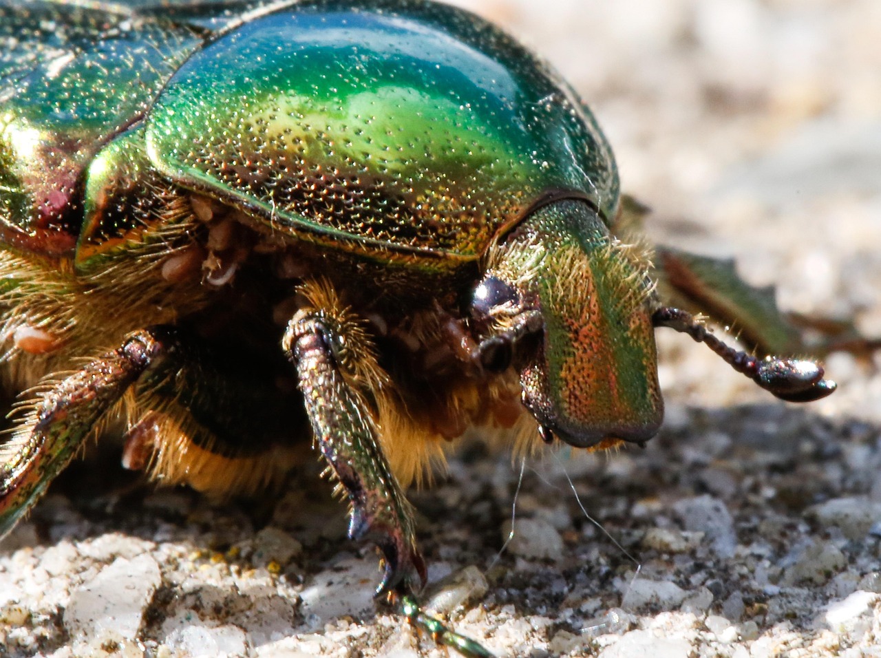 Jewel Beetles: Beautiful but Deadly Armor (image credits: pixabay)