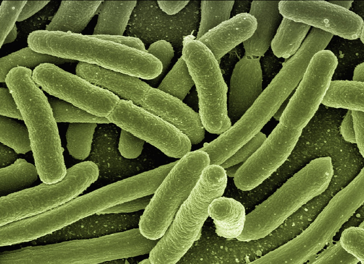 The Role of Bacteria in Insect Virgin Births (image credits: pixabay)