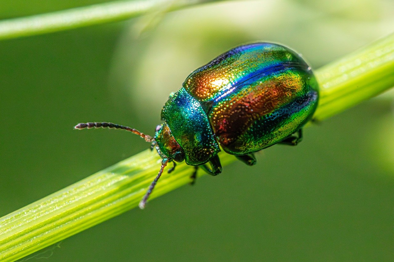 Agricultural Implications: The Double-Edged Sword (image credits: pixabay)