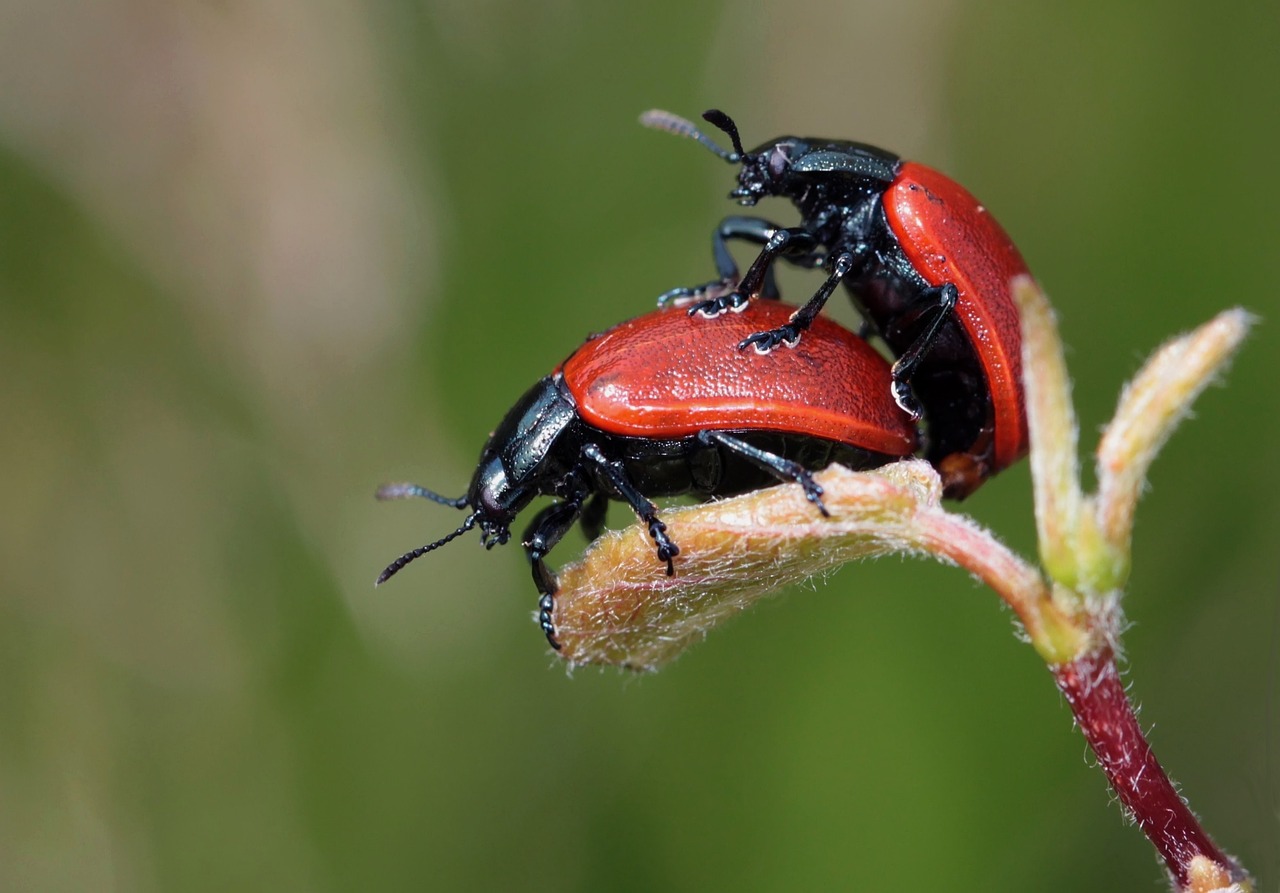 The Future of Sexless Evolution (image credits: pixabay)