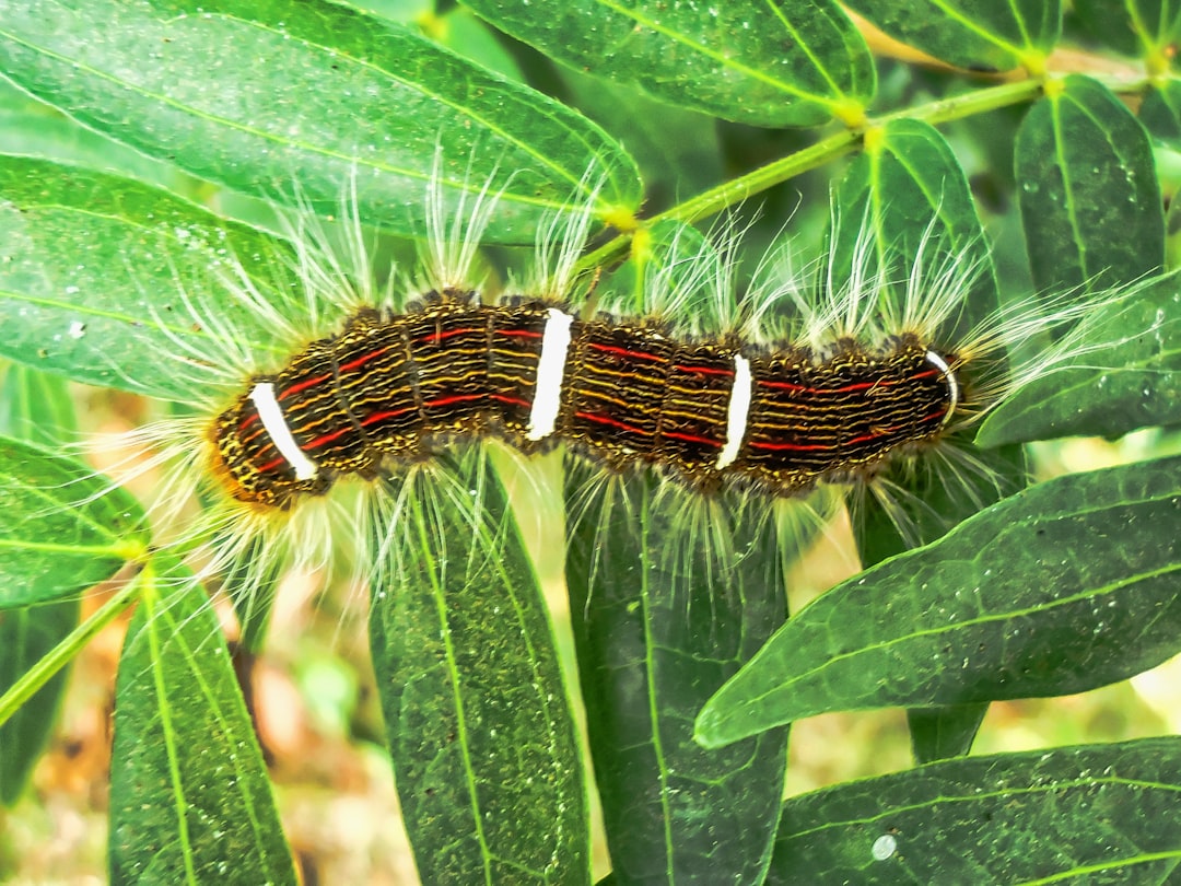 Caterpillar Silk: Nature's Safety Rope System (image credits: unsplash)