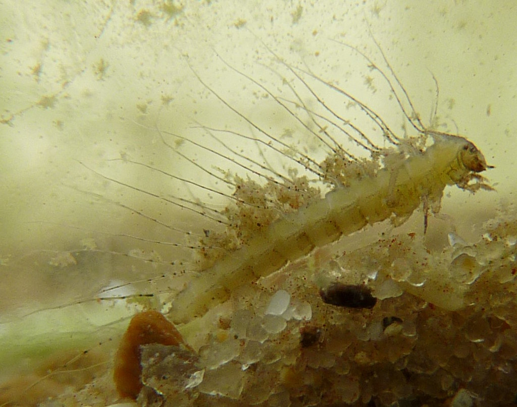Underwater Adhesion: How Aquatic Insects Defy Physics (image credits: flickr)