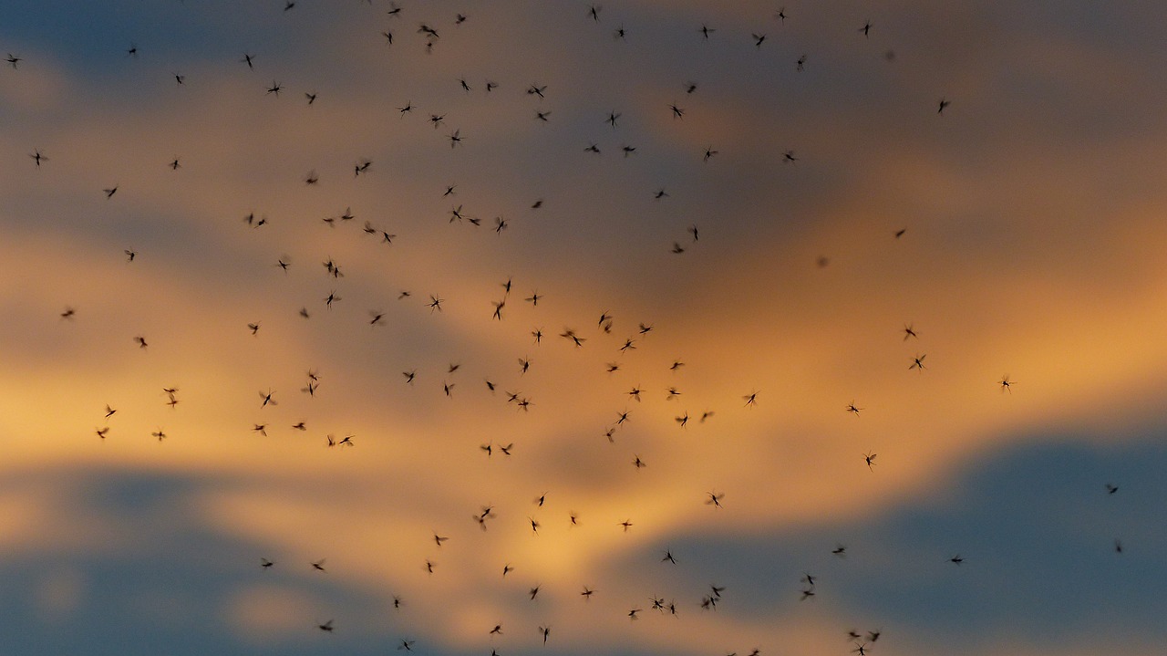 Love is in the Air: The Romance of Lovebug Swarms (image credits: pixabay)