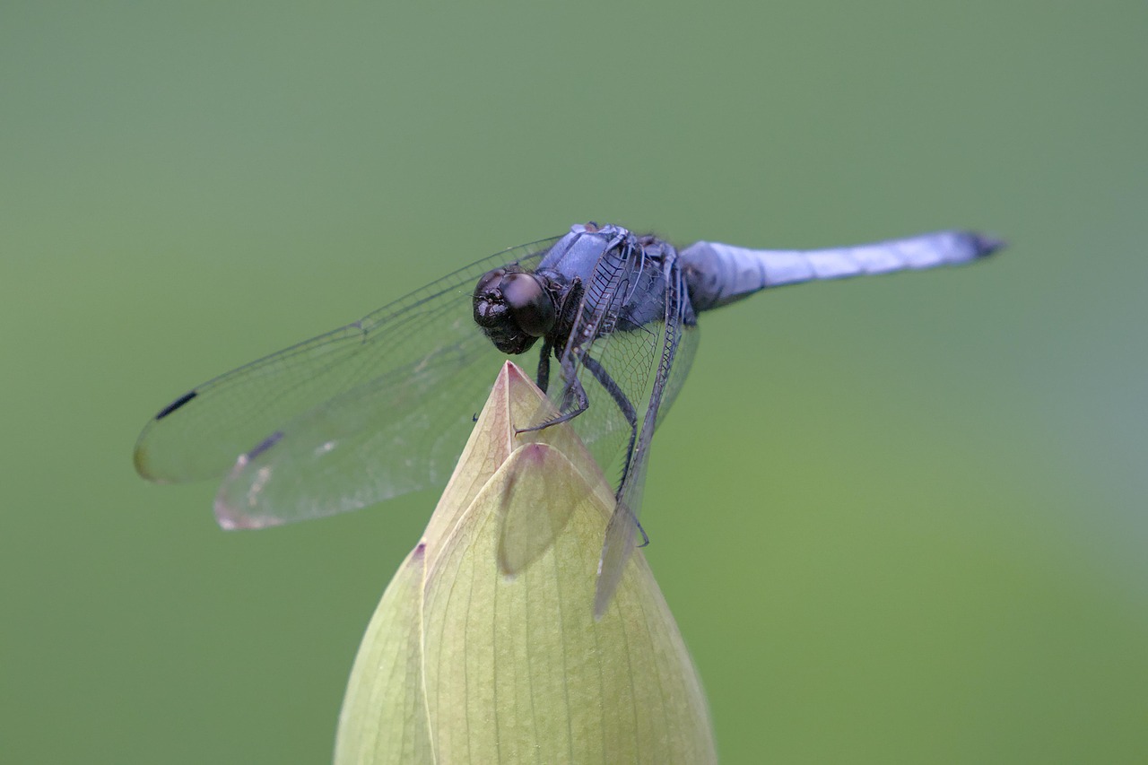 Dragonfly Migrations: The Unexpected Long-Distance Champions (image credits: pixabay)