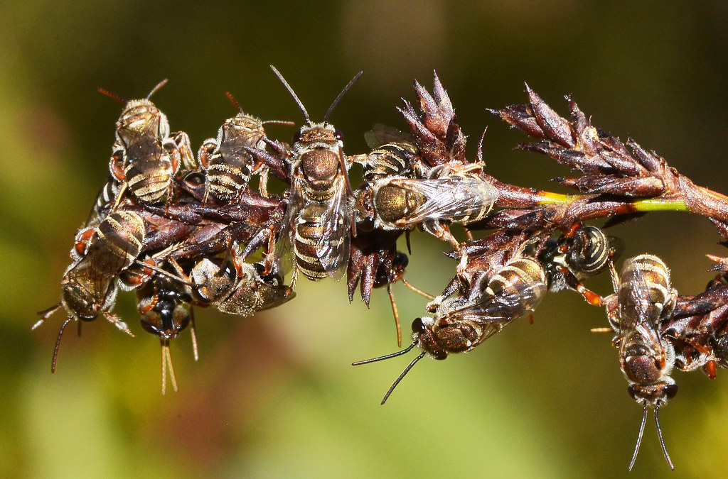 Climate Change: Reshaping Swarm Patterns Worldwide (image credits: flickr)