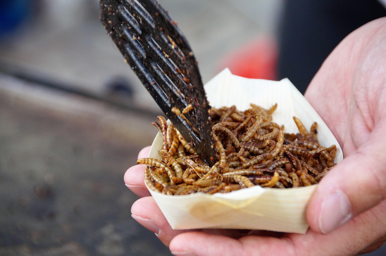 Transitioning Your Dog to Insect-Based Foods (image credits: pixabay)