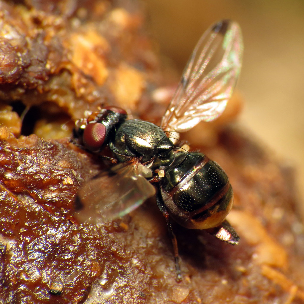 Making the Decision: Is Your Dog Ready for Bugs? (image credits: flickr)