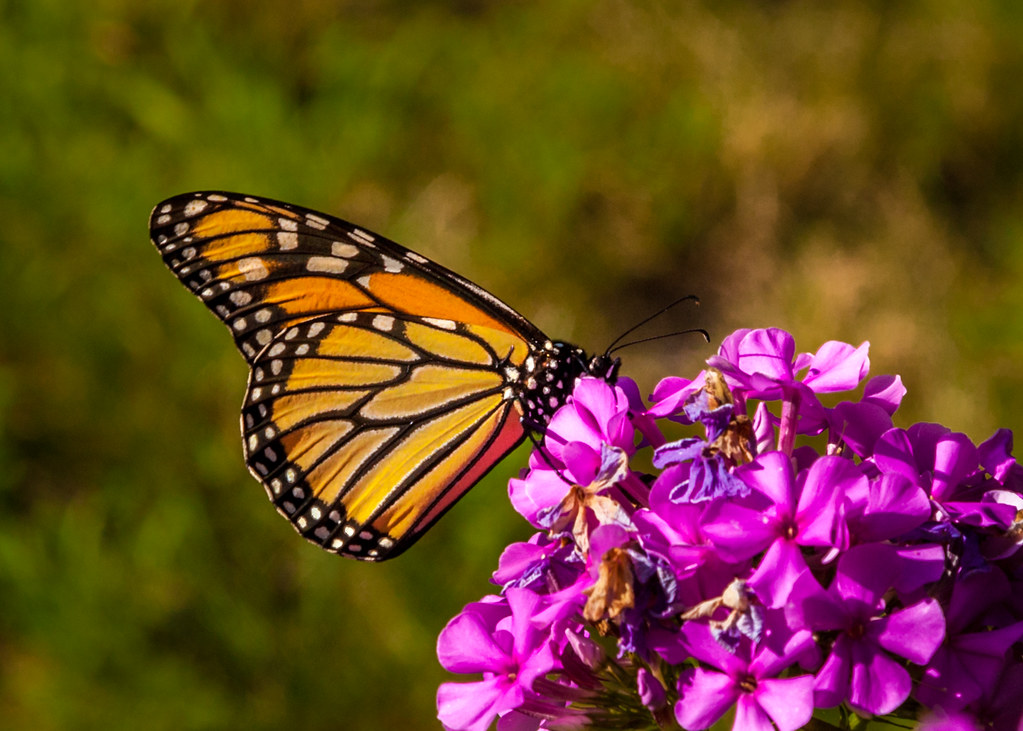 Mexican Day of the Dead and Monarch Migrations (image credits: flickr)
