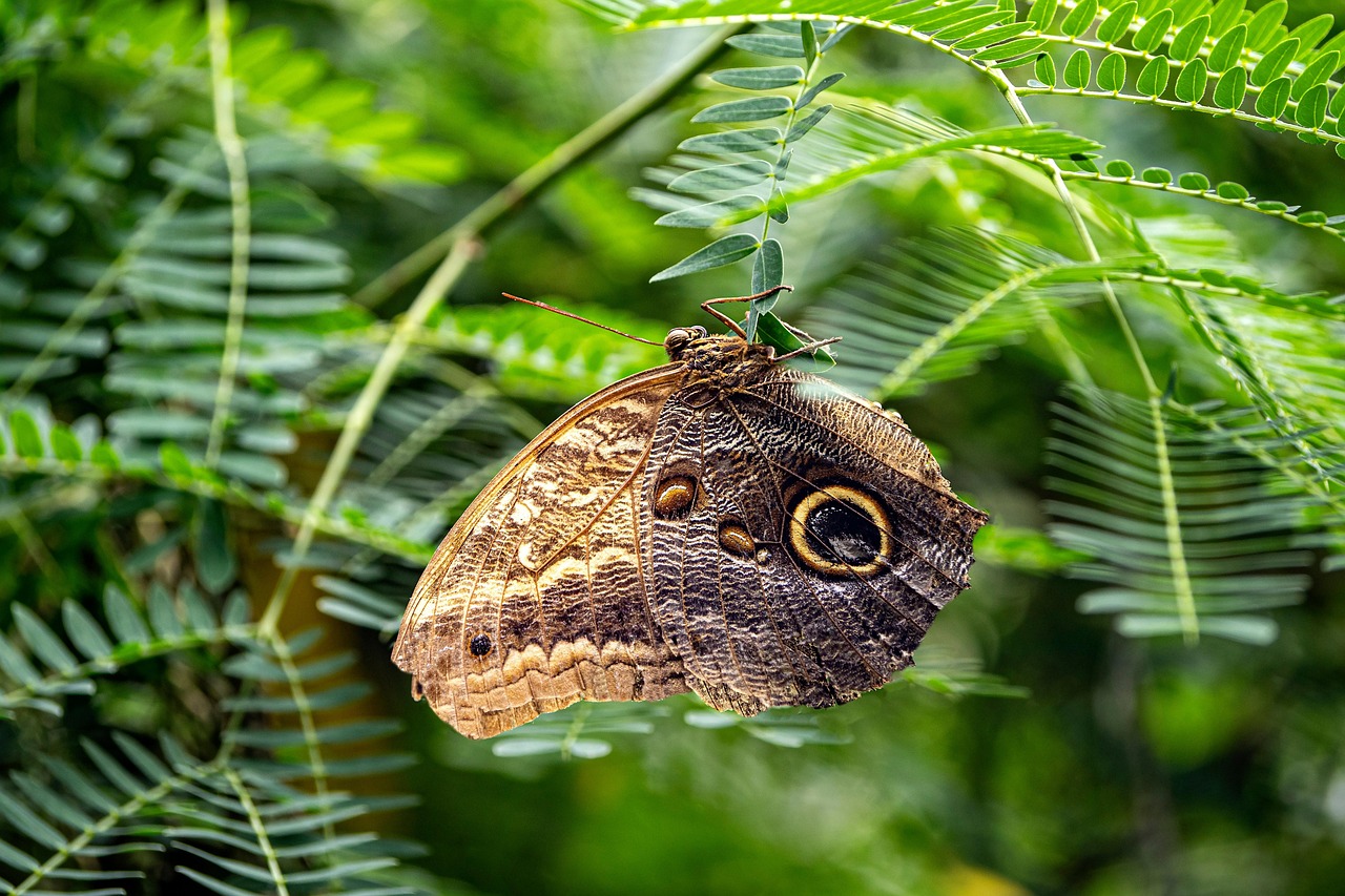 Modern Psychological Symbolism and Personal Growth (image credits: pixabay)