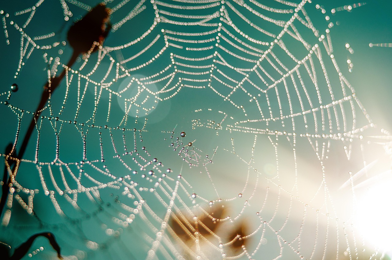 The Web That Defied Expectations (image credits: pixabay)