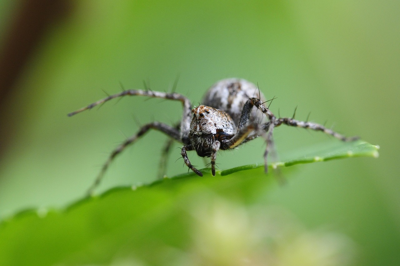 A Spider's Intelligence That Surprised Scientists (image credits: pixabay)