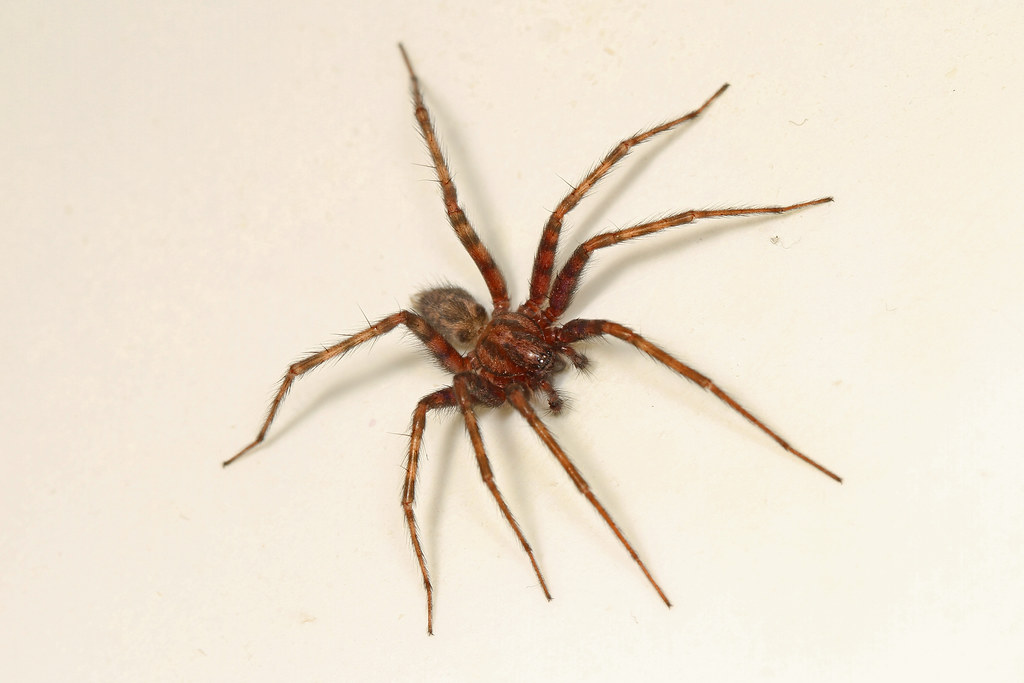 The Seasonal Drama White Witnessed (image credits: flickr)