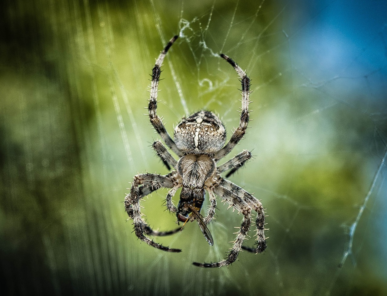 Why Barn Spiders Choose Barns (image credits: pixabay)