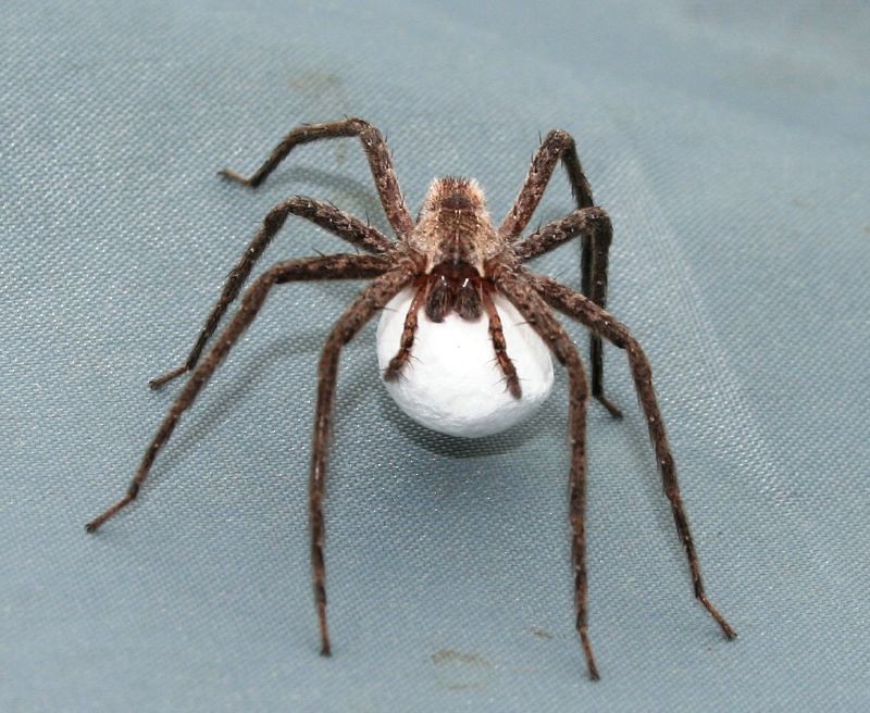 The Egg Sac That Broke White's Heart (image credits: flickr)