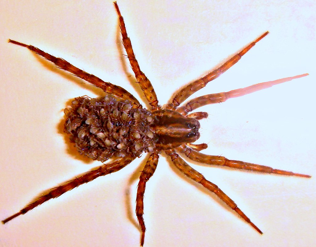 What Made This Spider Different From Others (image credits: flickr)