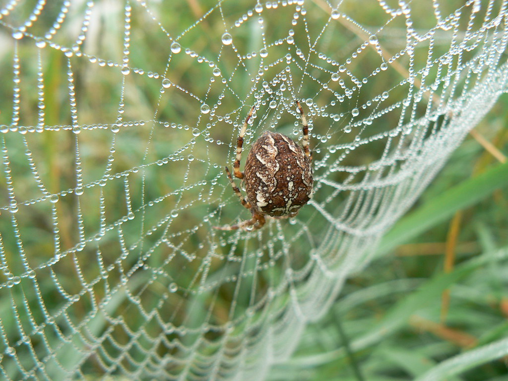 How White's Observations Influenced the Story (image credits: flickr)