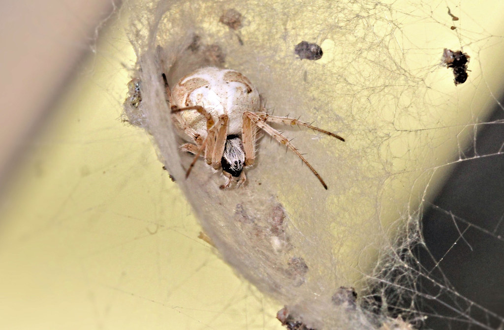 The Legacy of One Unusual Spider (image credits: flickr)