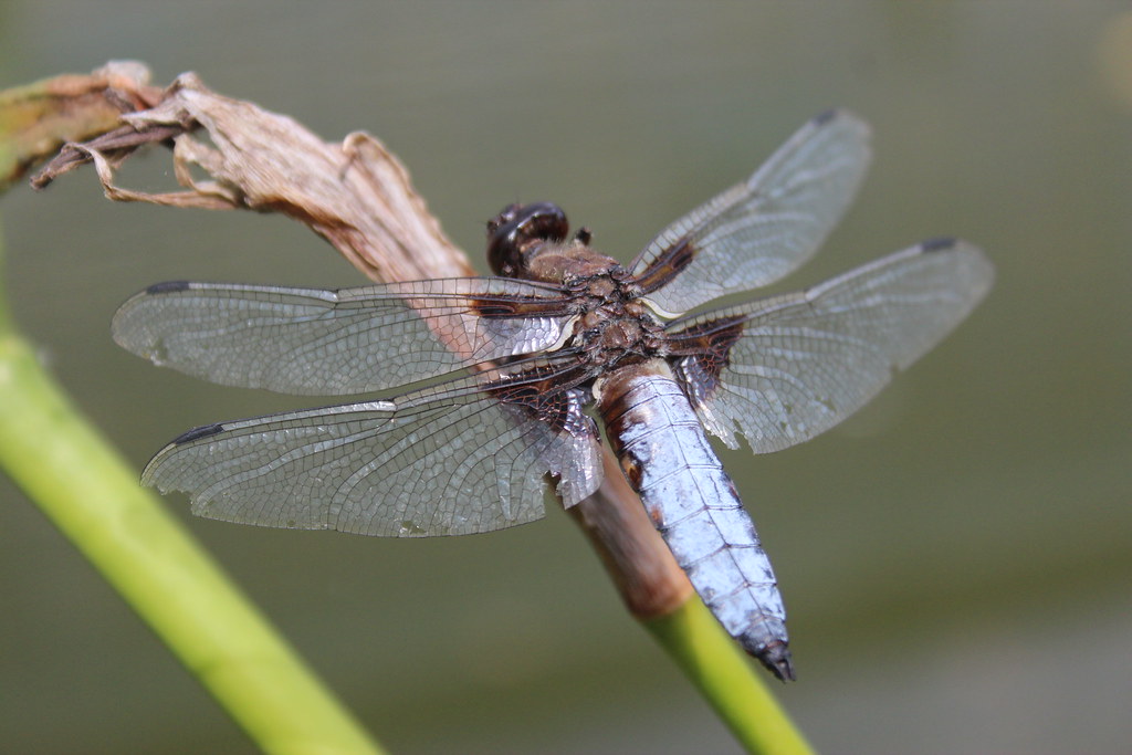 Dragonflies: Ancient Aerial Acrobats (image credits: flickr)