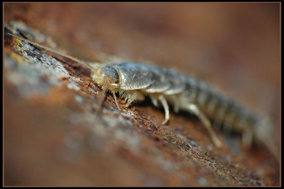 Silverfish: Ancient Household Companions (image credits: flickr)