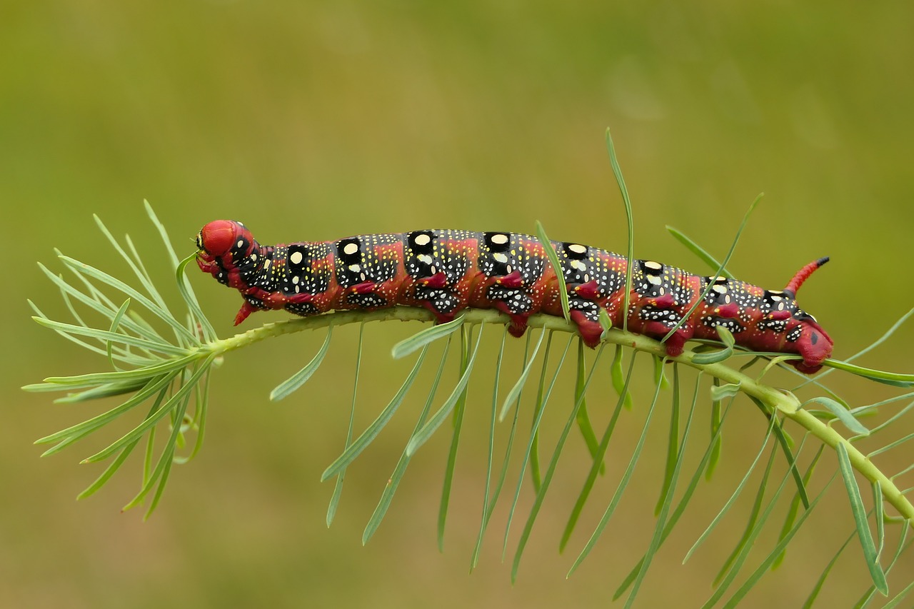 Caddisflies: Master Builders of the Ancient World (image credits: pixabay)