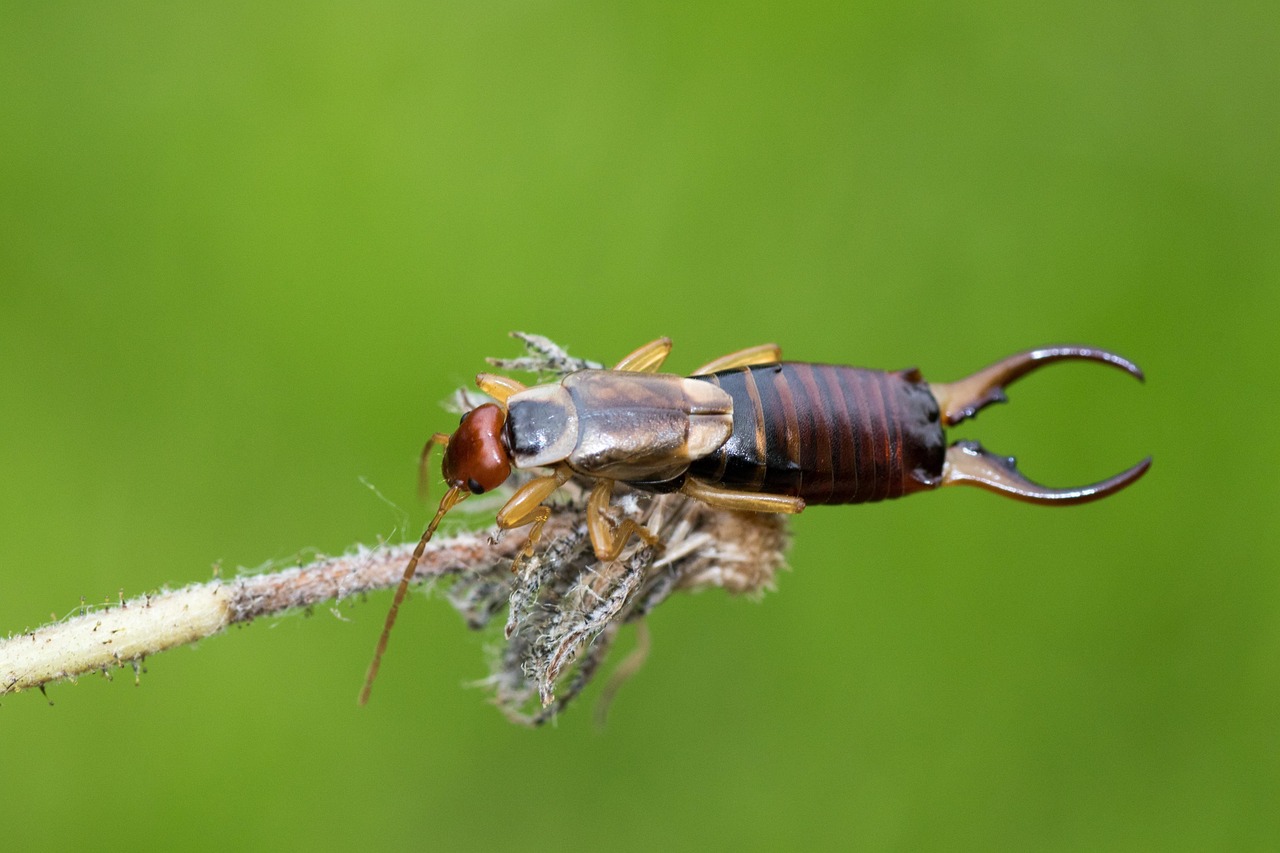 Earwigs: Maternal Care Since Ancient Times (image credits: pixabay)