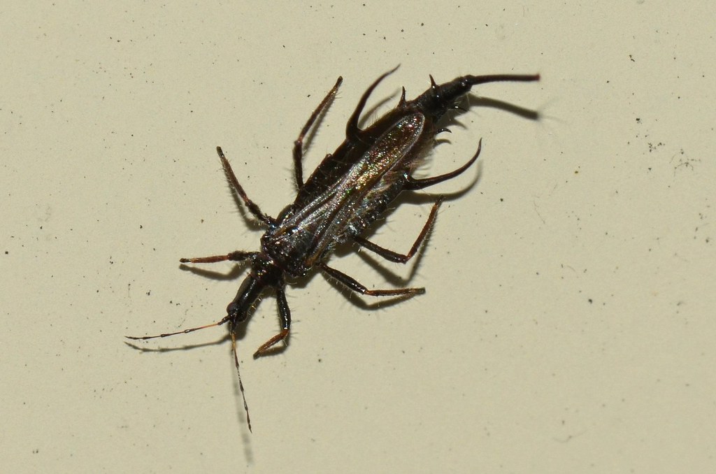 Thrips: Tiny Titans of Stability (image credits: flickr)