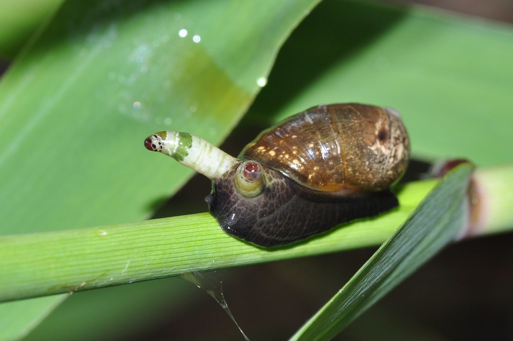 The Perfect Timing of a Biological Clock (image credits: flickr)