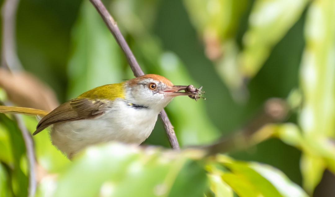 When Birds Become Unwitting Accomplices (image credits: unsplash)