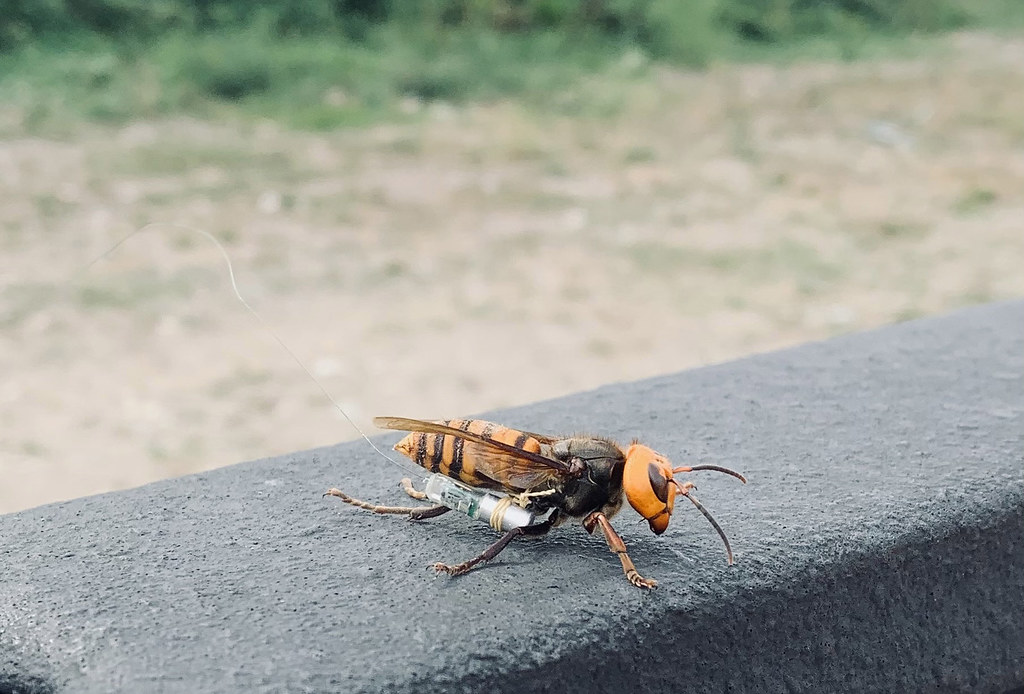 Asian Giant Hornets and Public Vigilance (image credits: flickr)