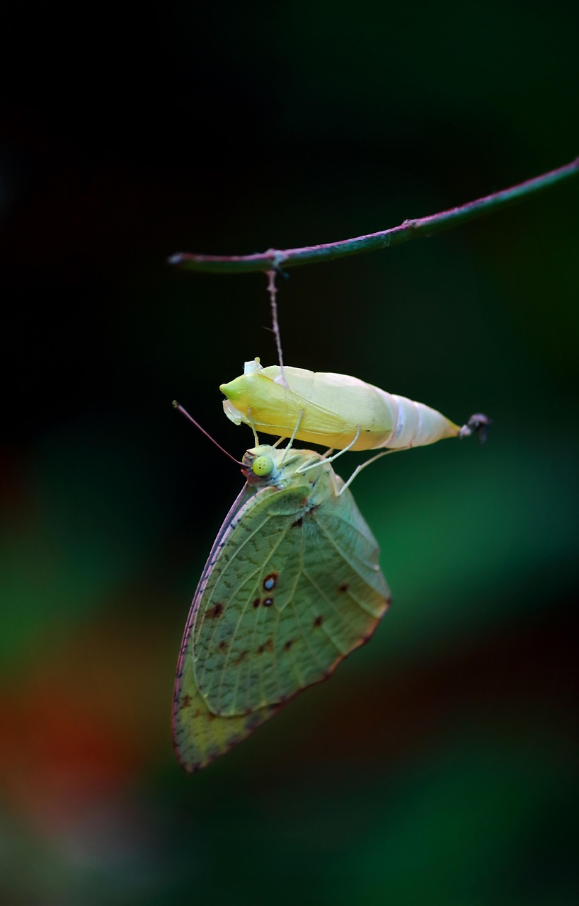 The Metamorphosis Chamber Revolution (image credits: pixabay)