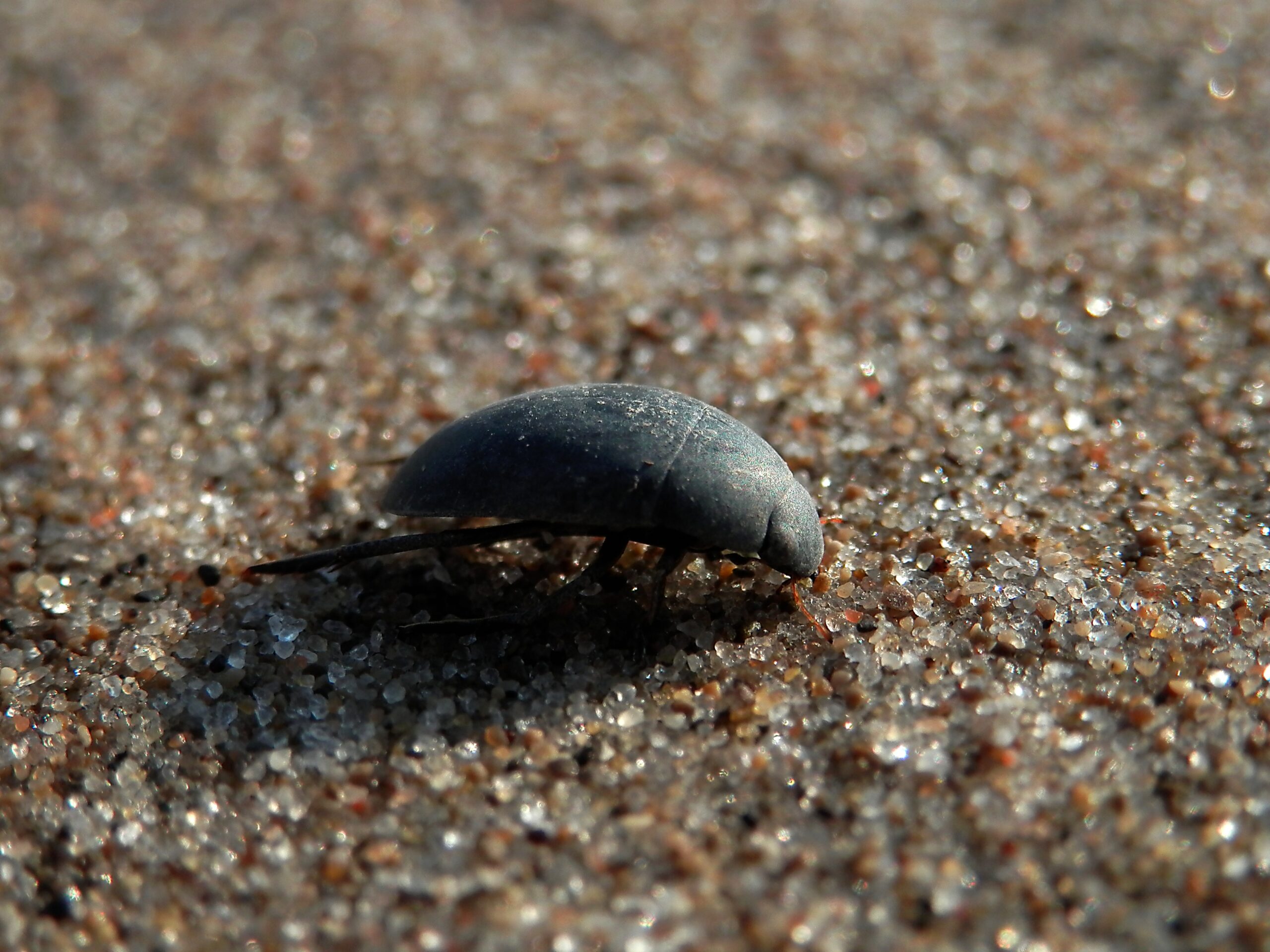 Hide Beetles: The Specialists of Tough Jobs (image credits: wikimedia)