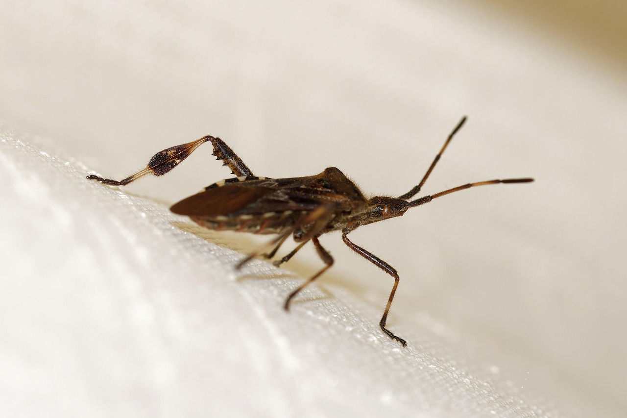 The Uninvited Guest That Changed Everything (image credits: pixabay)