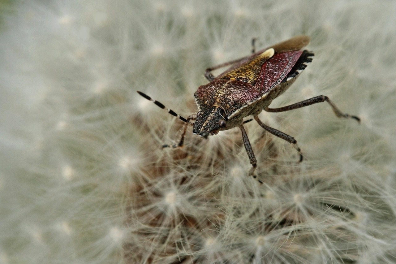 A Master of Disguise in Plain Sight (image credits: pixabay)