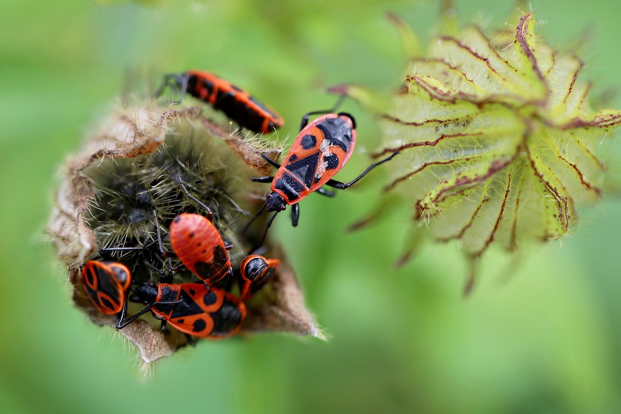 The Ecosystem Ripple Effect (image credits: pixabay)