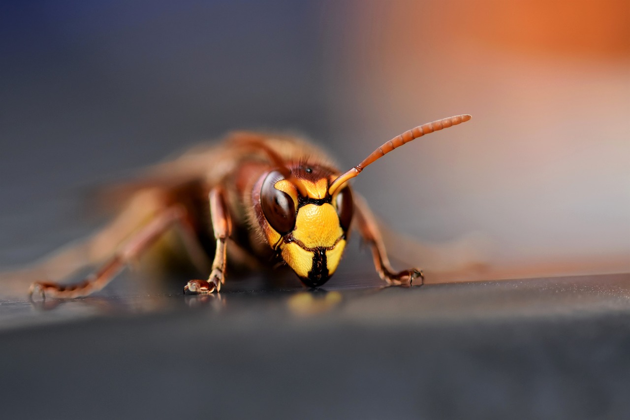 The Shocking Truth About Their Size (image credits: pixabay)