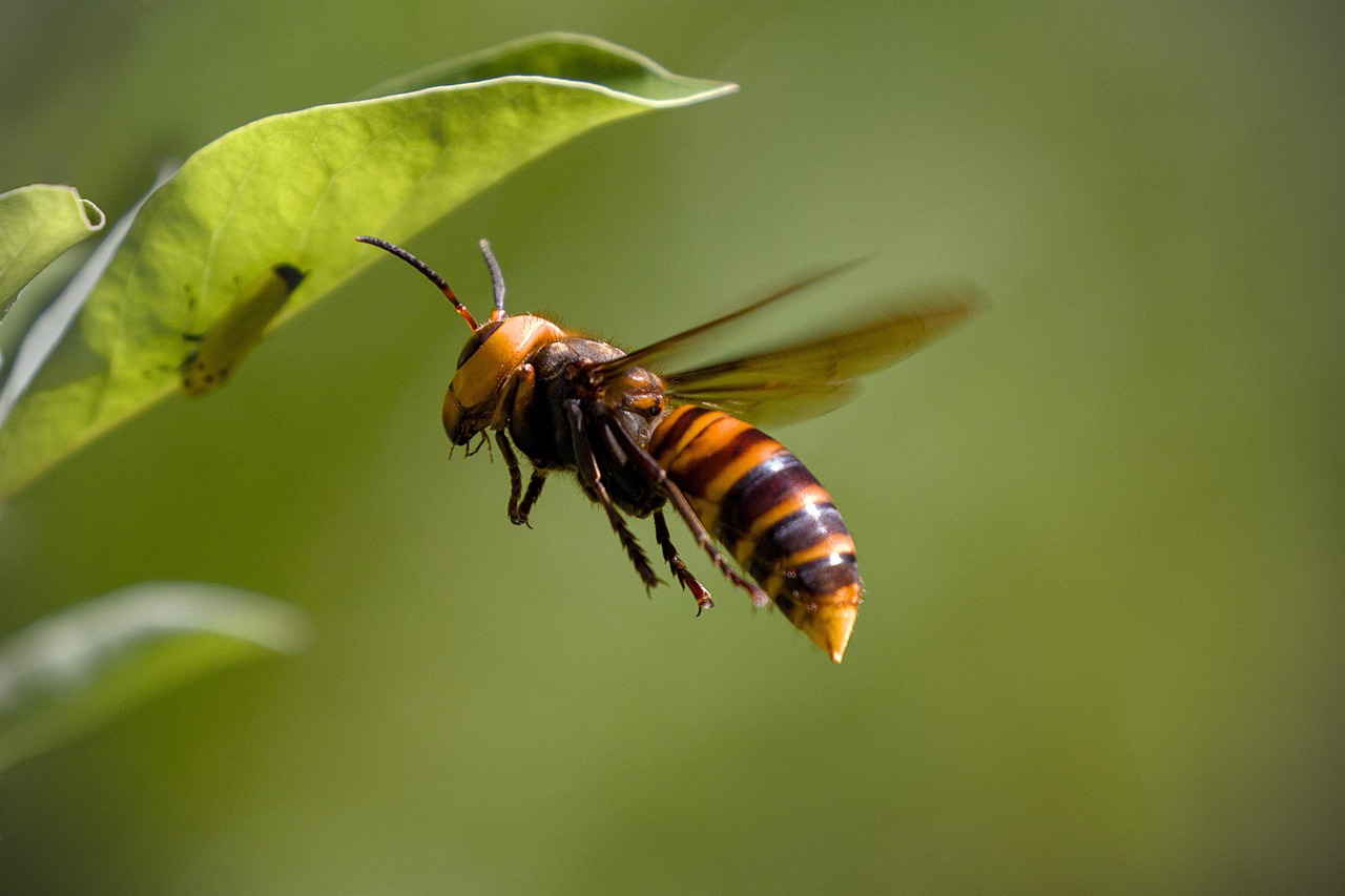 The Devastating Impact on Honeybee Colonies (image credits: pixabay)