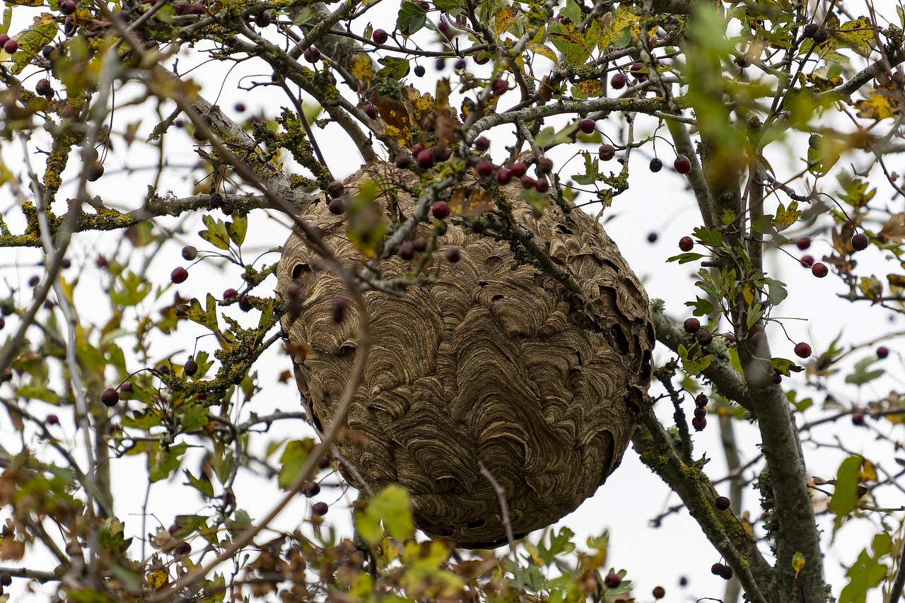 What Happens When a Nest Gets Discovered (image credits: pixabay)