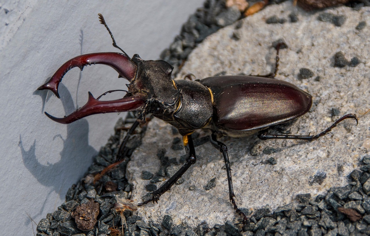 The Bone-Crushing Mandibles of Stag Beetles (image credits: pixabay)