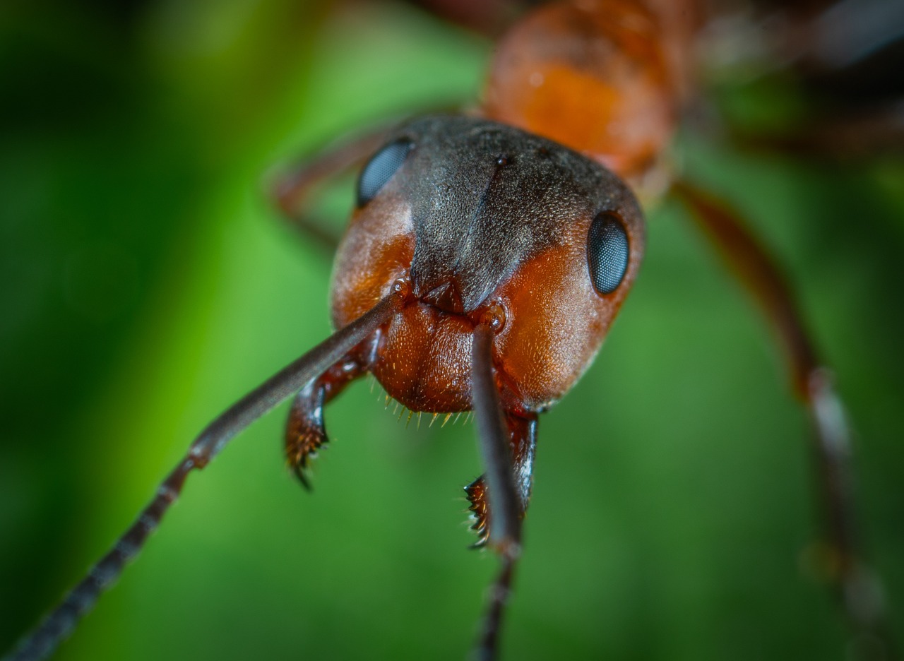 The Hydraulic Jaws of Trap-Jaw Ants (image credits: pixabay)