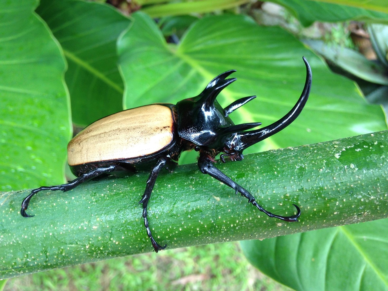 The Crushing Power of Hercules Beetle Horns (image credits: pixabay)