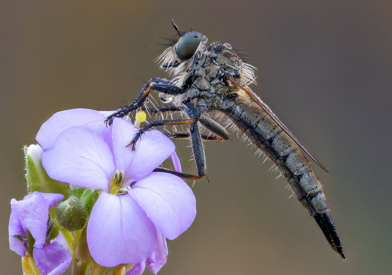 The Venom Injectors of Robber Flies (image credits: pixabay)