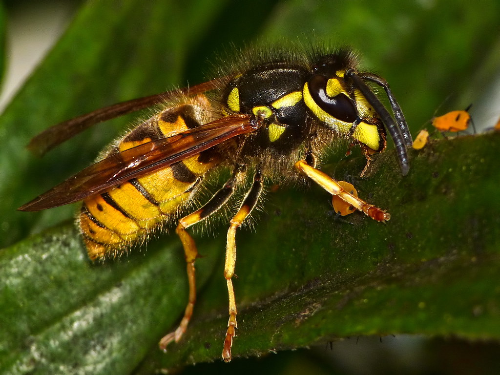 The Liquid Digesters of Spider Wasps (image credits: flickr)