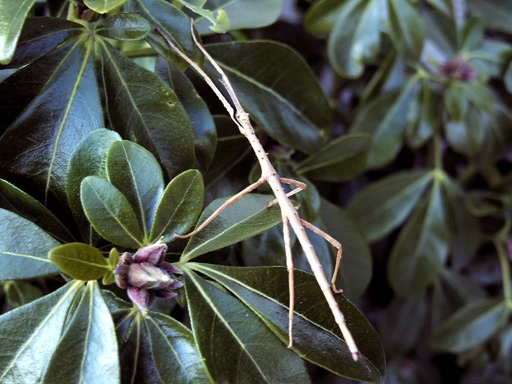 The Masters of Invisibility: Stick Insects (image credits: flickr)