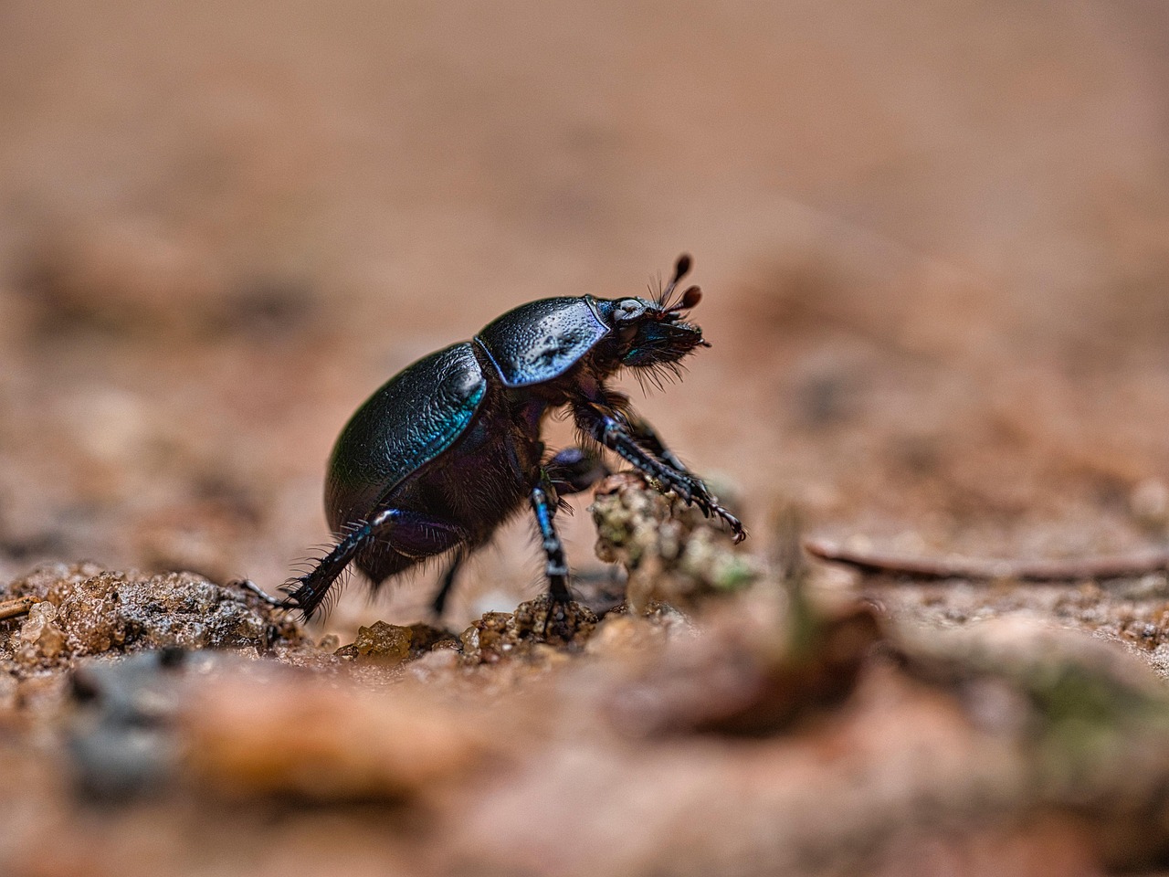 Strength Champions: Dung Beetles (image credits: pixabay)