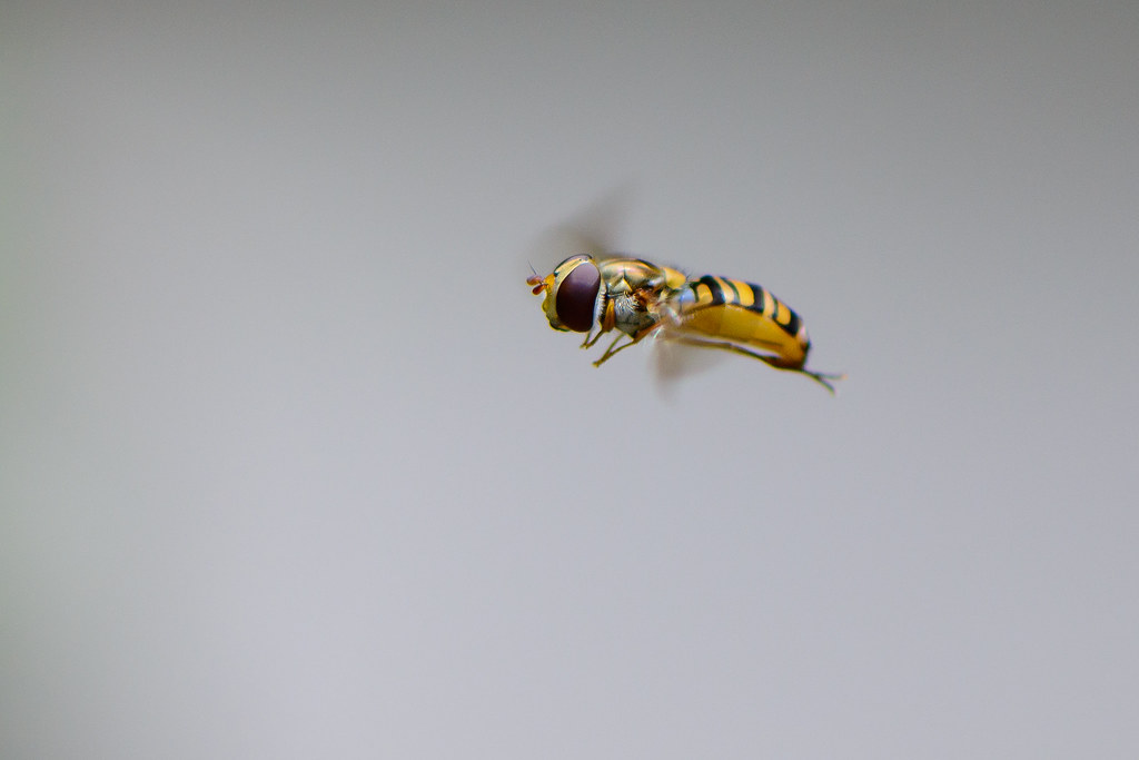 Aerial Acrobats: Hoverflies (image credits: flickr)
