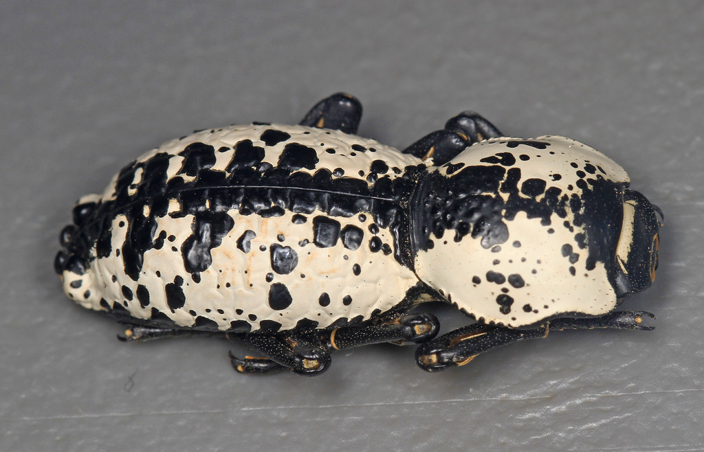 Living Tanks: Ironclad Beetles (image credits: flickr)