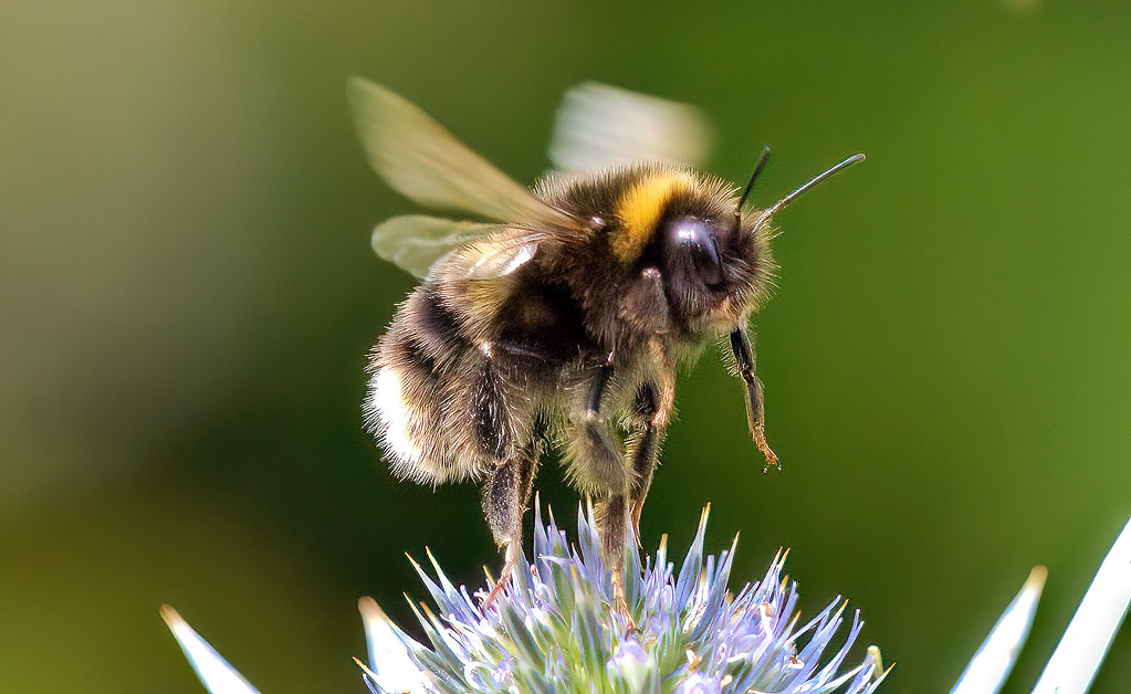 High-Altitude Specialists: Bumblebees (image credits: flickr)