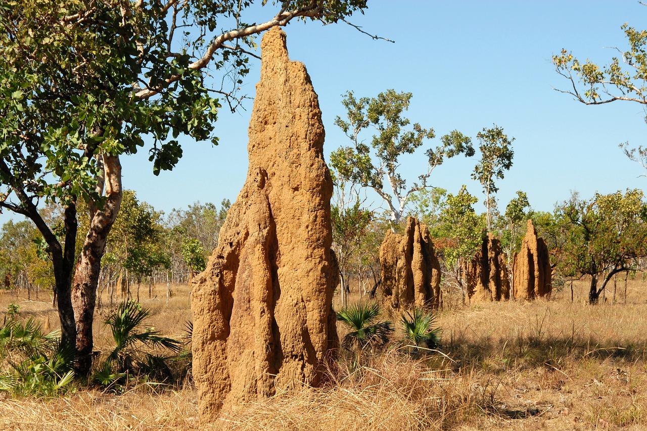 Master Builders: Termites (image credits: pixabay)